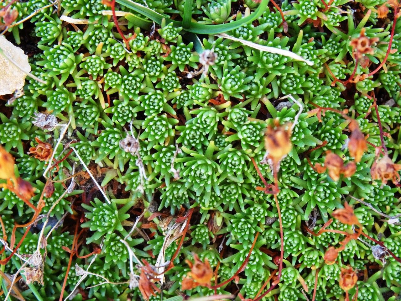 Saxifraga moschata — search result for 'Saxifraga'