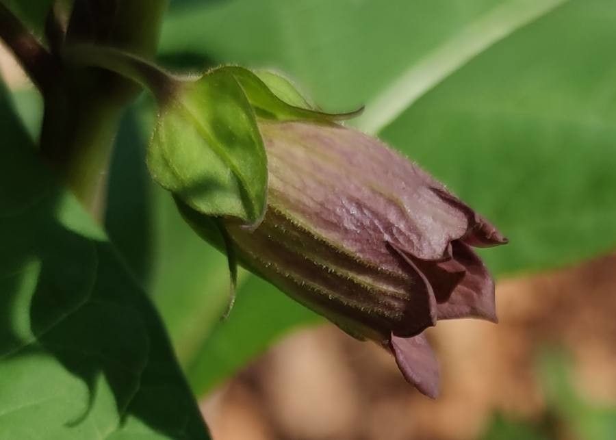 Atropa belladonna flower
