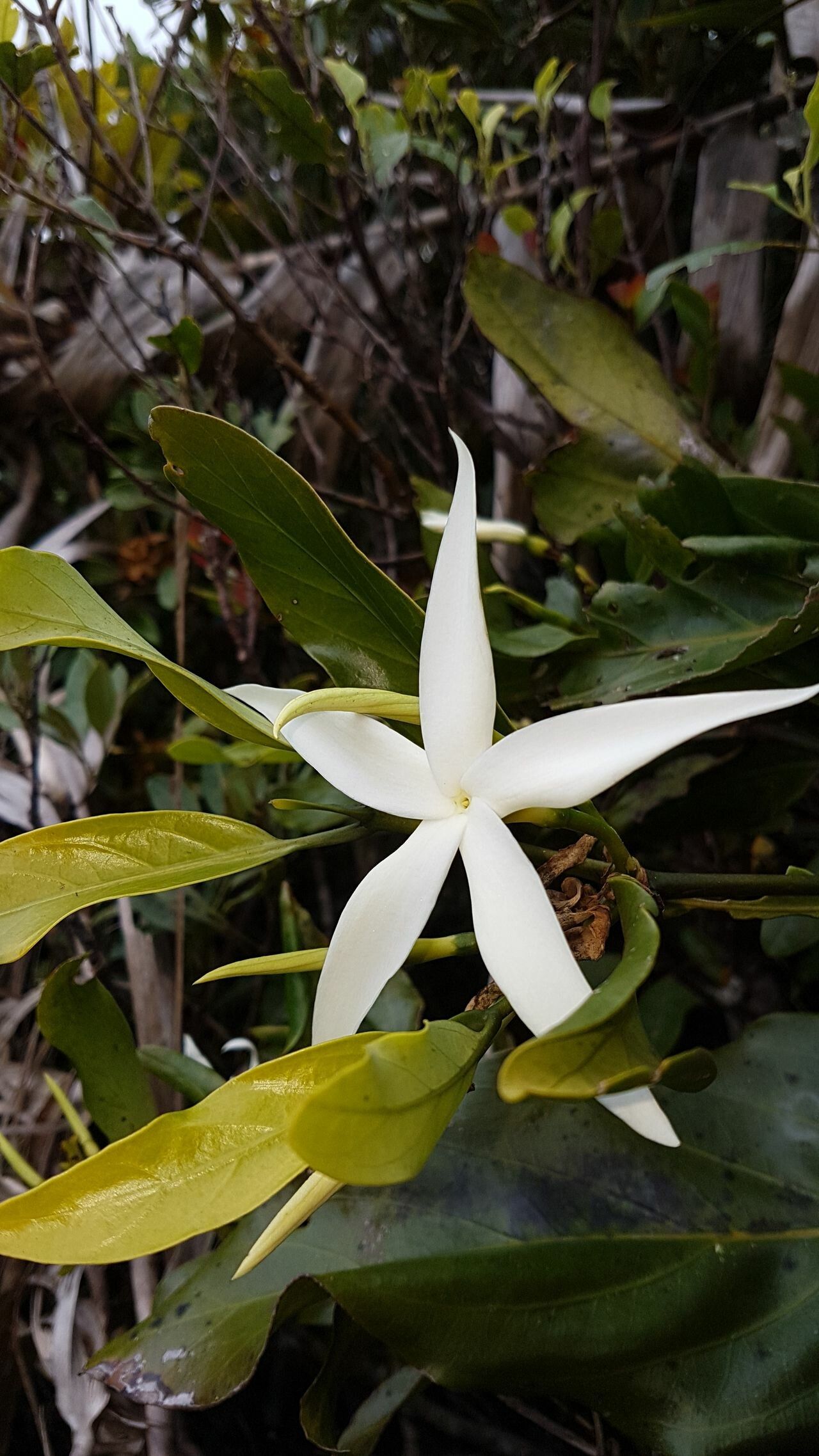 Atractocarpus baladicus flower