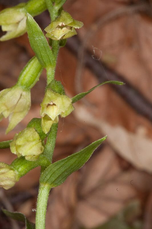 Epipactis leptochila bark