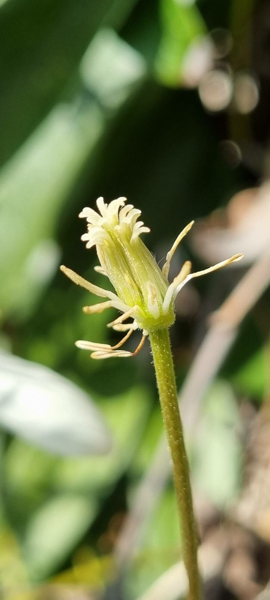 Clematis armandi fruit