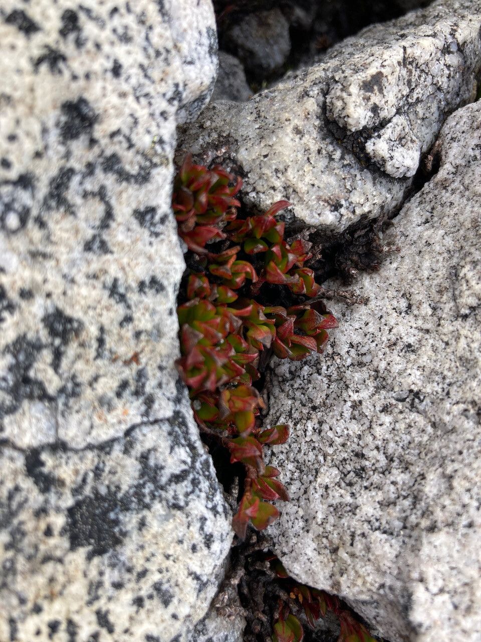 Muehlenbeckia volcanica habit