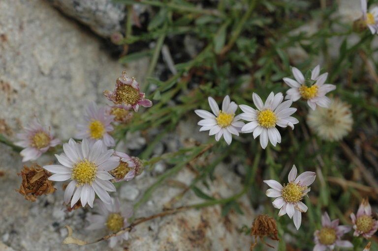 Erigeron elmeri habit