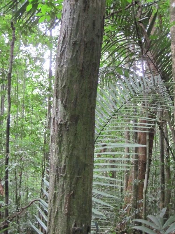Unonopsis rufescens habit