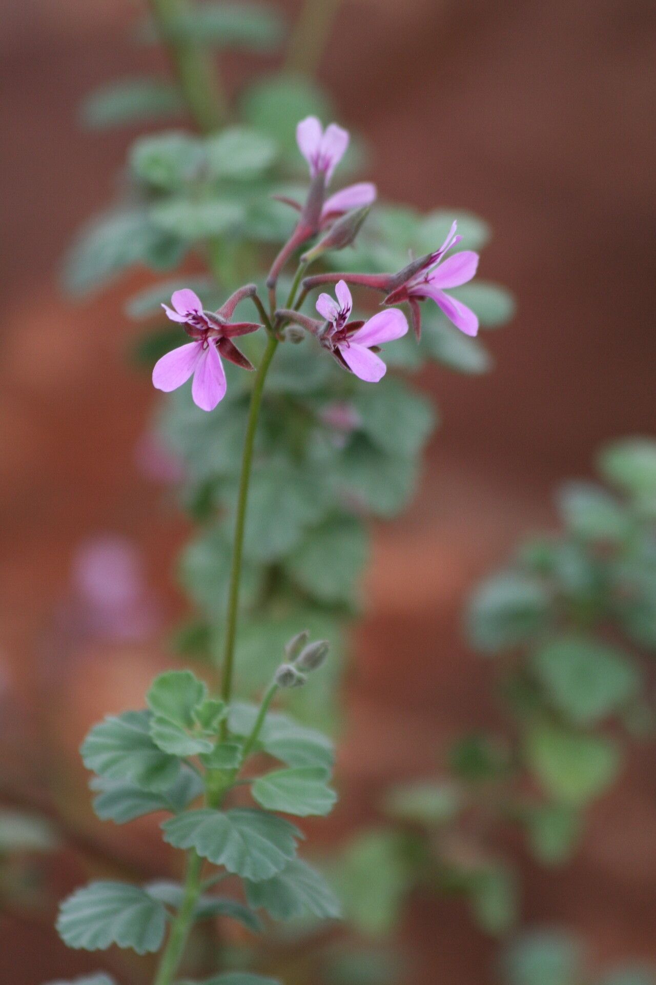 Pelargonium exstipulatum — houseplant care guide