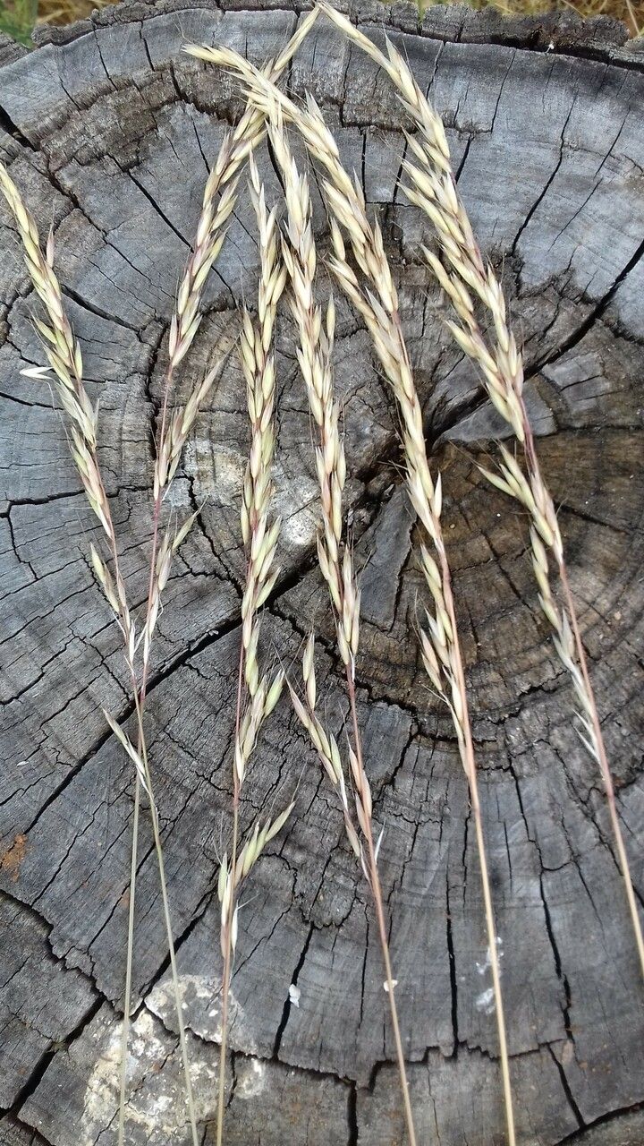 Ehrharta calycina fruit