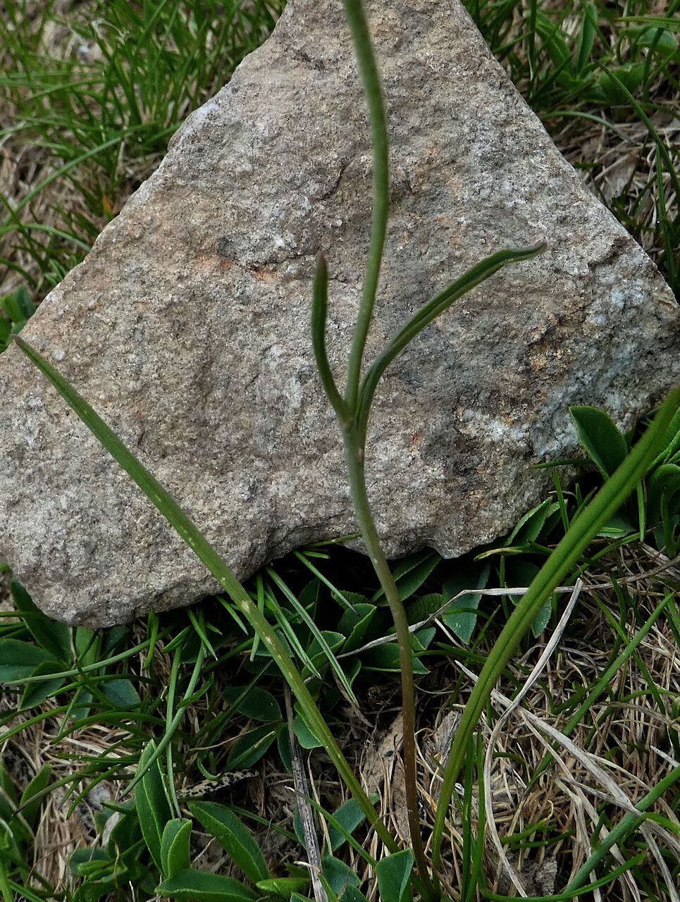 Ranunculus pyrenaeus leaf