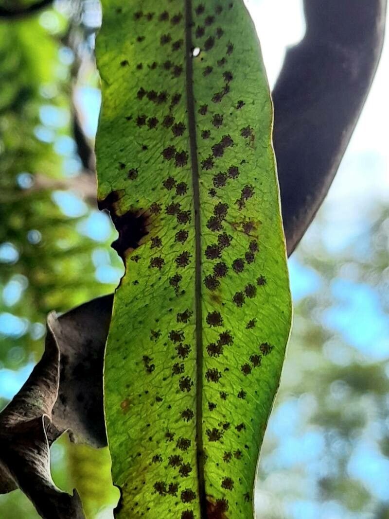 Campyloneurum lorentzii fruit