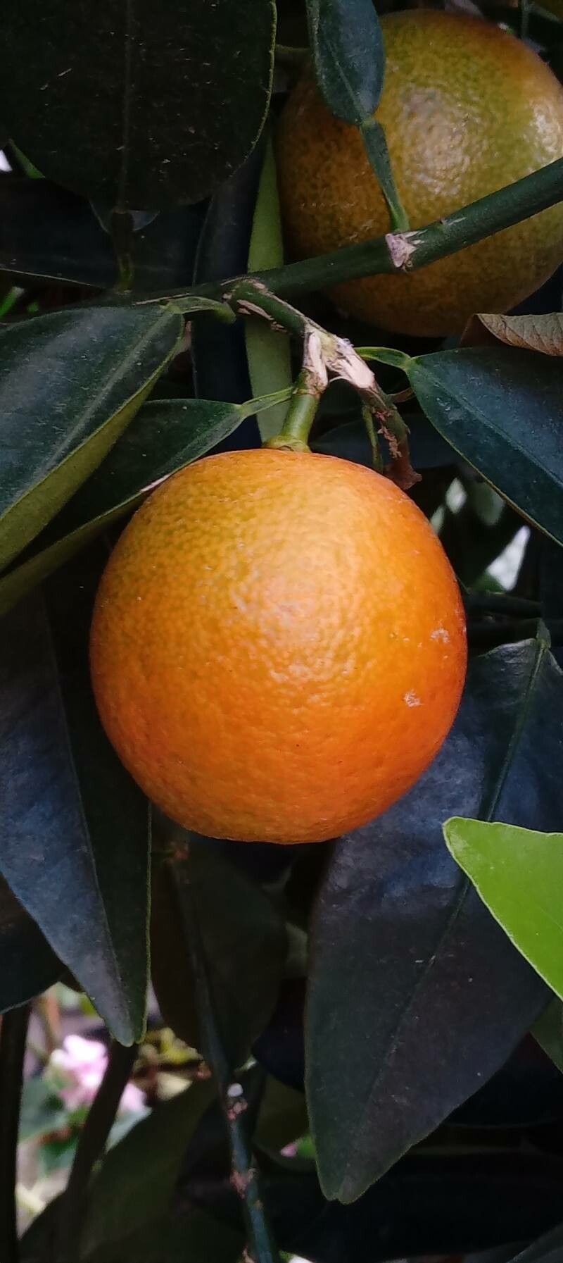 Citrus mitis fruit