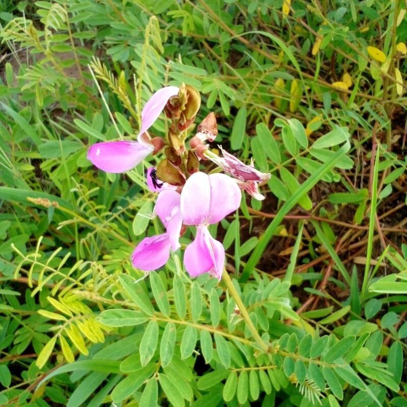 Tephrosia reptans fruit