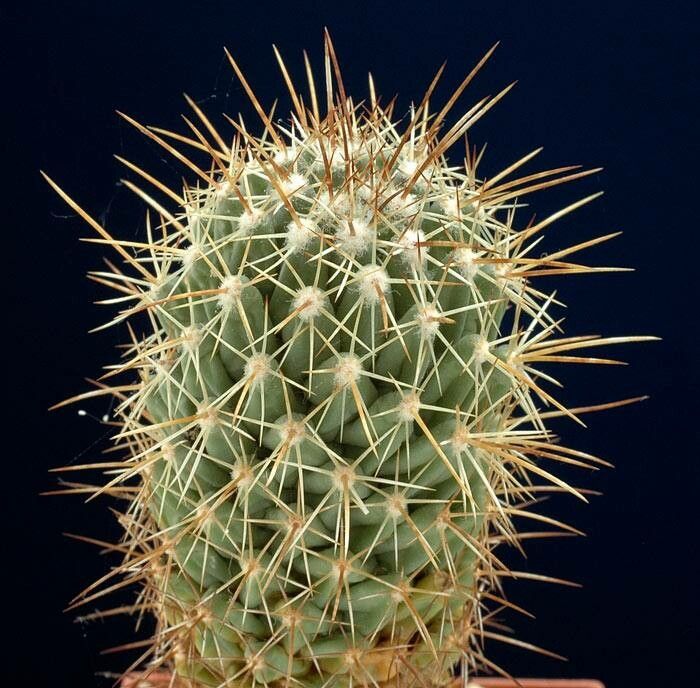 Coryphantha octacantha — search result for 'Coryphantha'