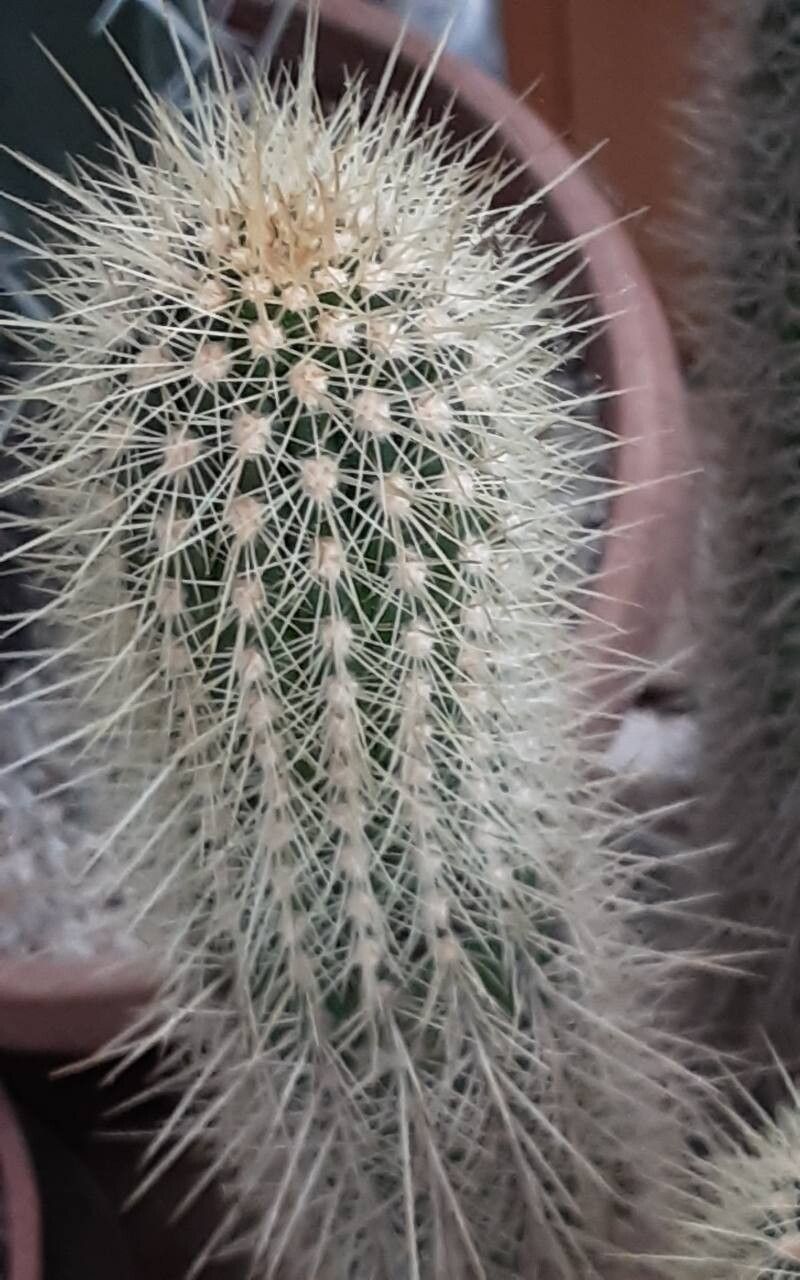 Soehrensia camarguensis — related species from the same genus