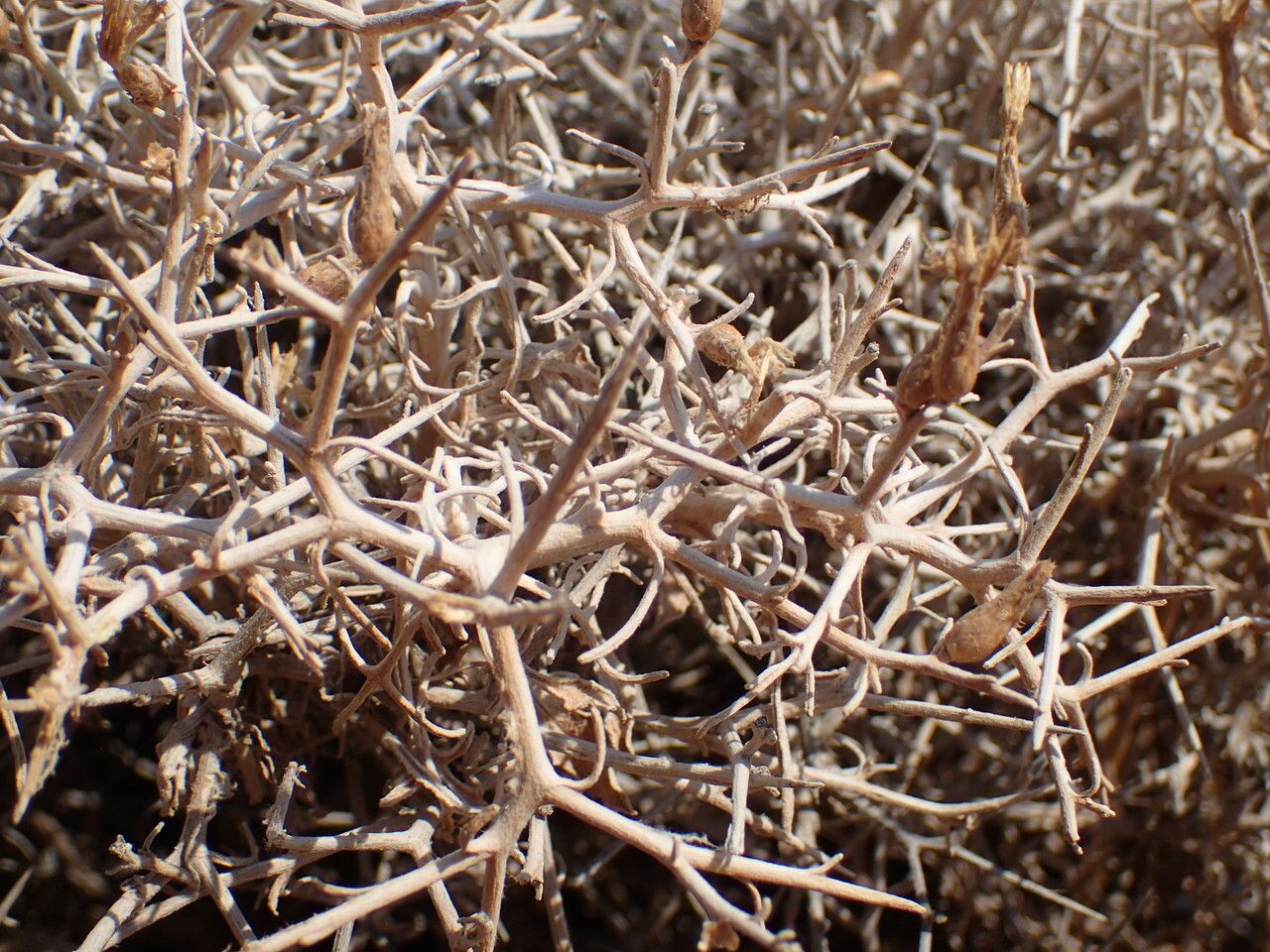 Centaurea spinosa bark