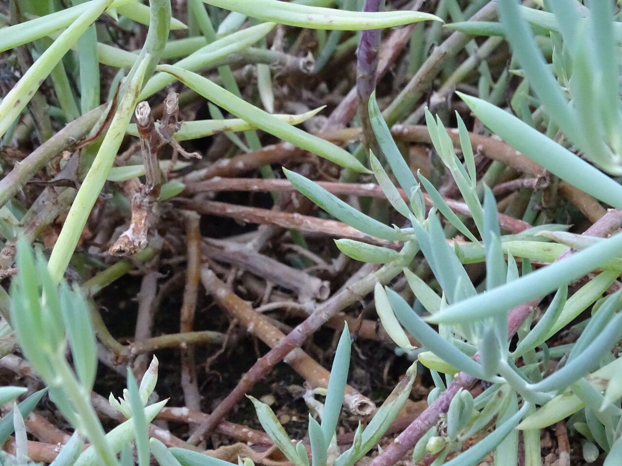 Kleinia talinoides bark