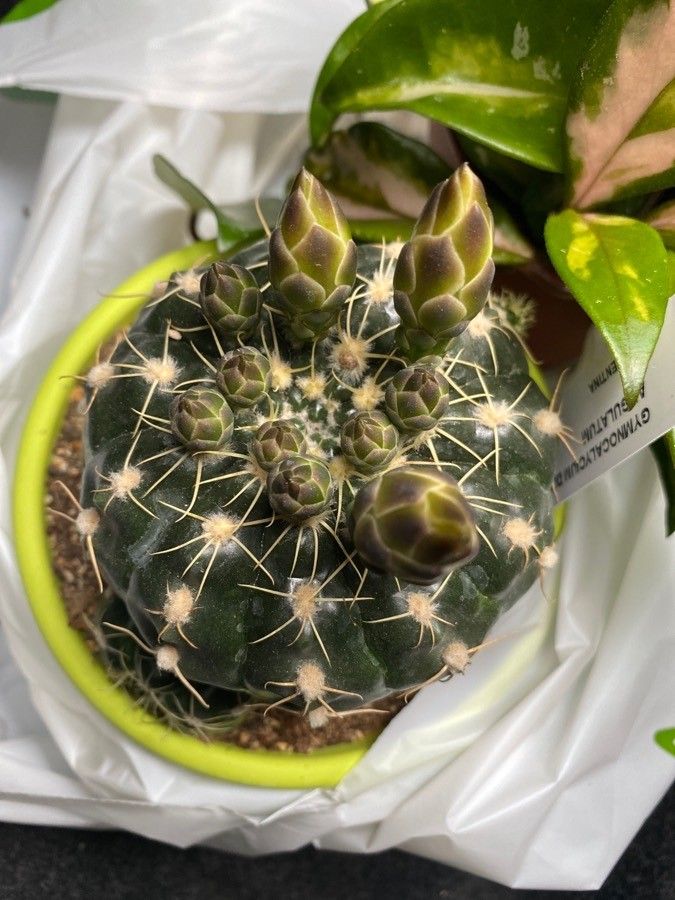 Gymnocalycium denudatum leaf