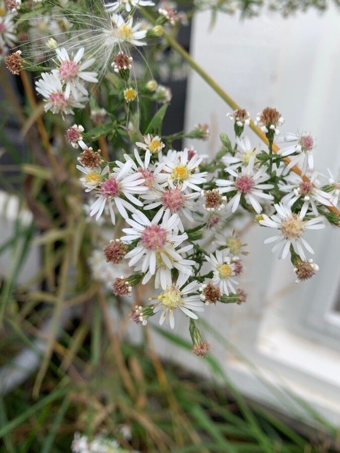 Symphyotrichum racemosum flower