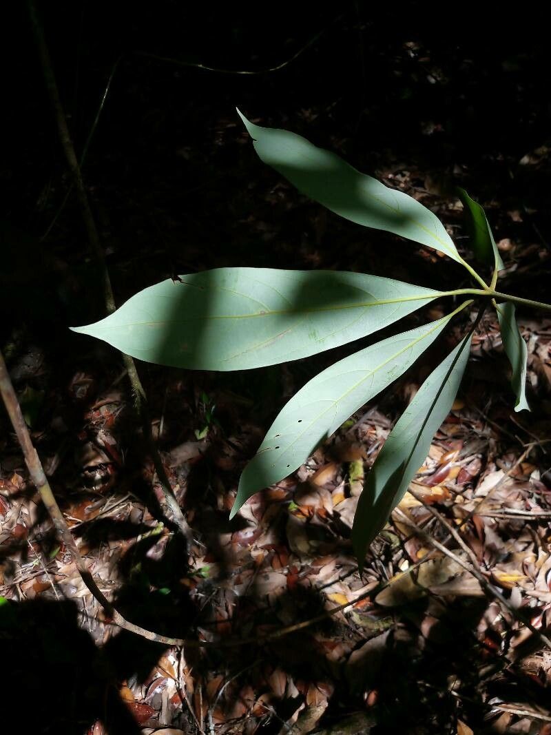Actinodaphne borneensis — related species from the same genus