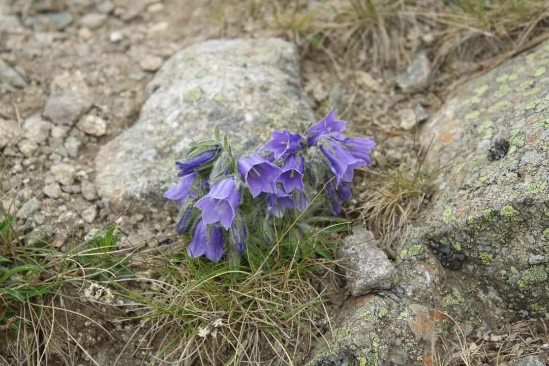 Campanula alpina — search result for 'Campanula'