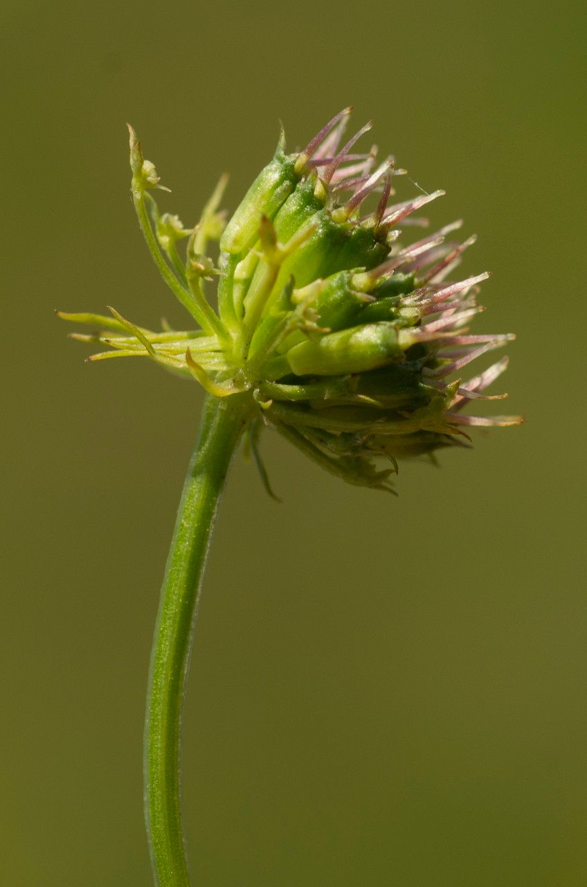 Oenanthe peucedanifolia fruit