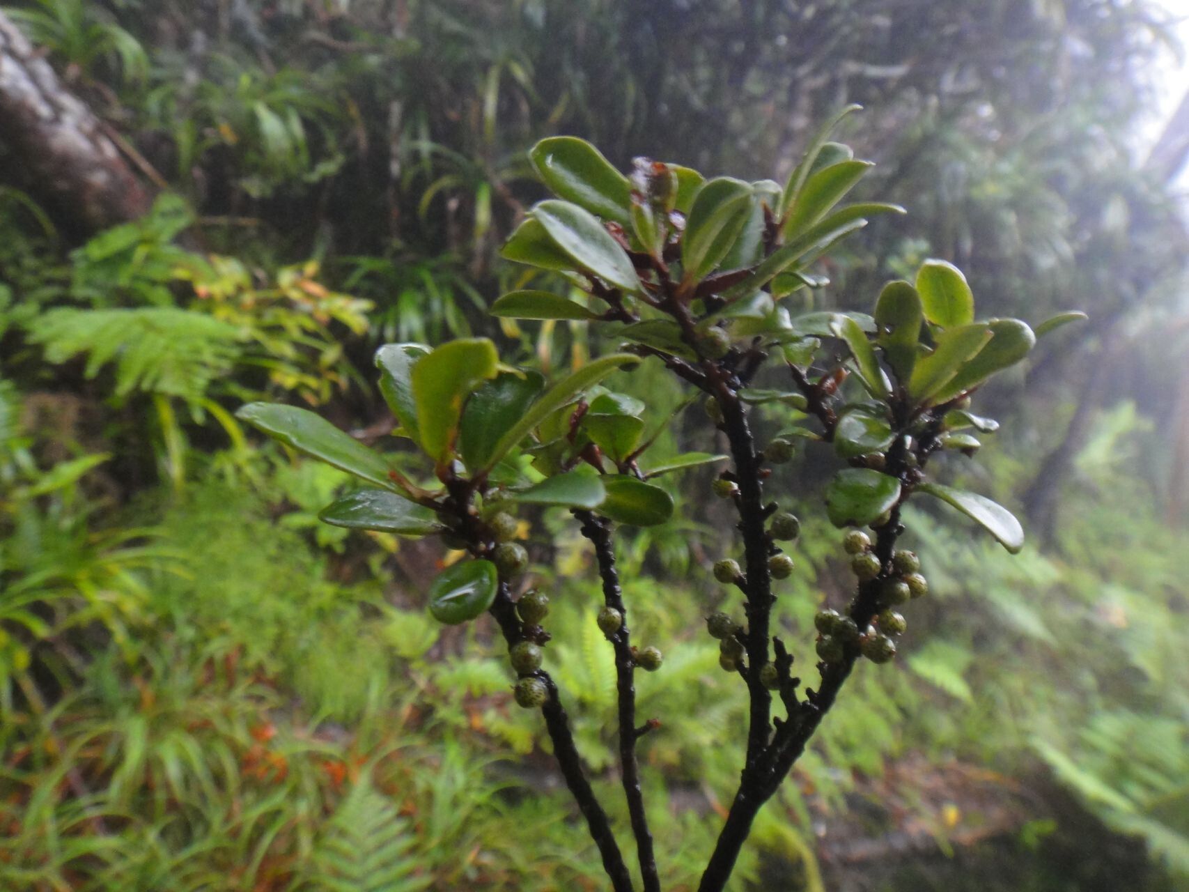 Myrsine asymmetrica habit