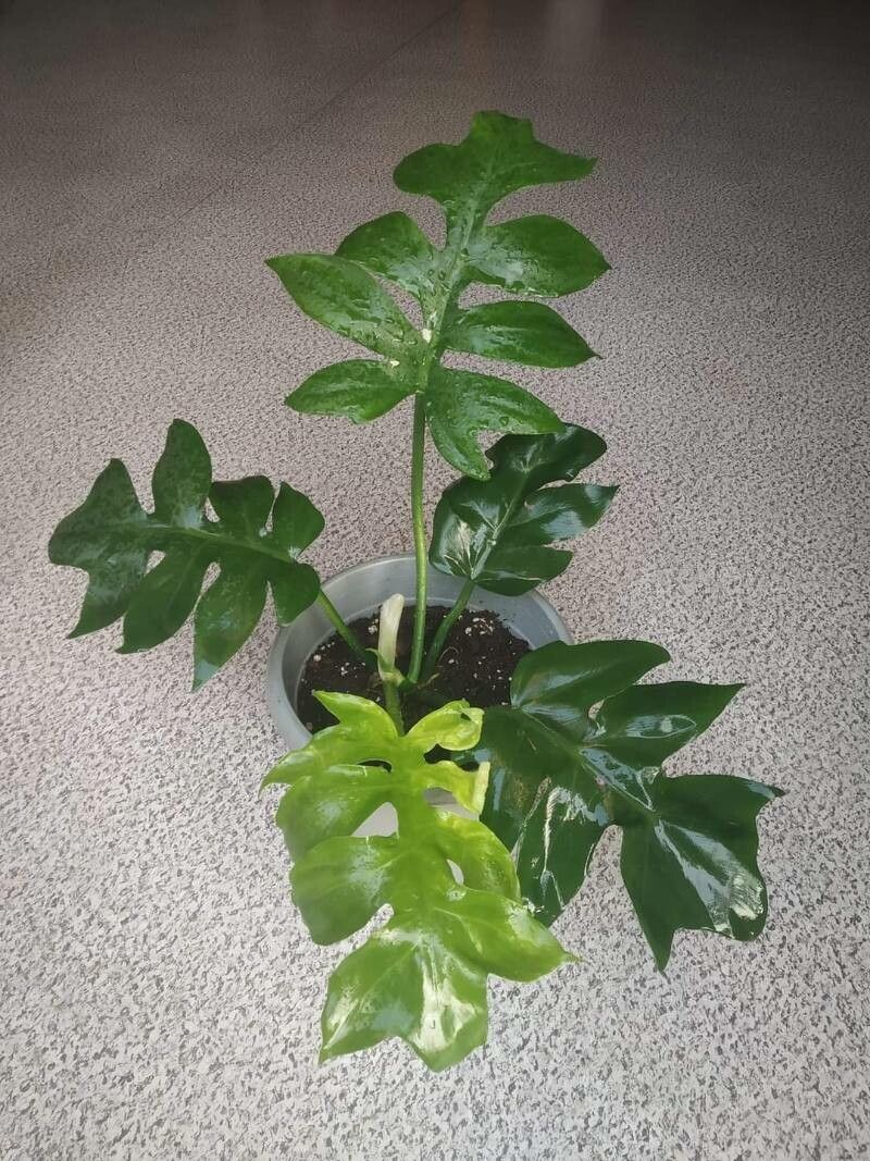 Philodendron distantilobum — search result for 'Philodendron'