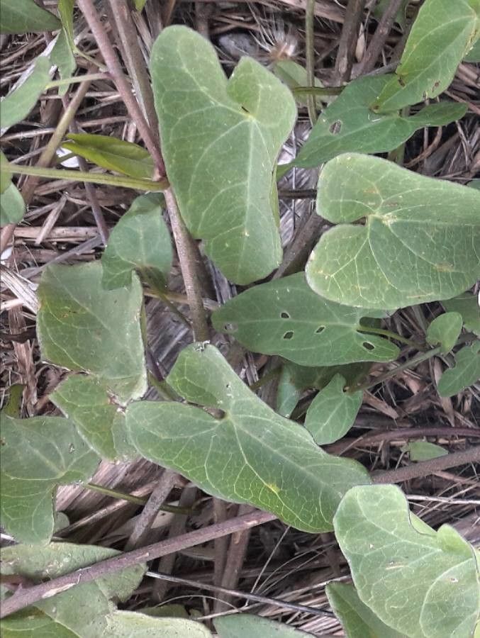 Convolvulus sepium — search result for 'Convolvulus'