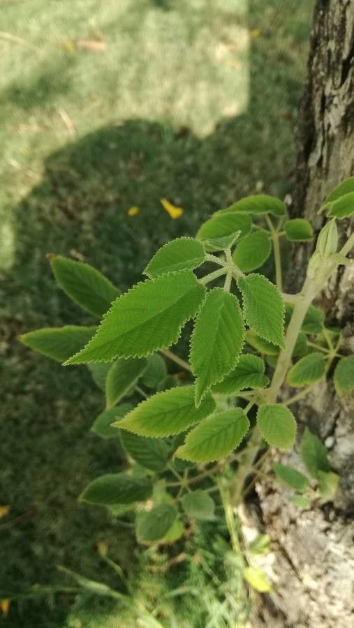 Roseodendron chryseum — related species from the same genus