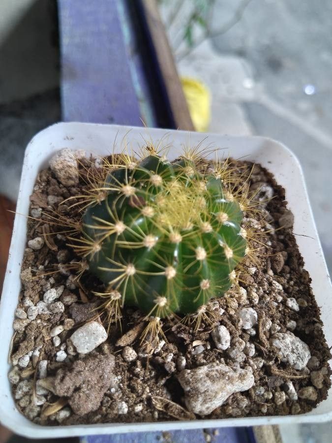 Coleocephalocereus aureus bark