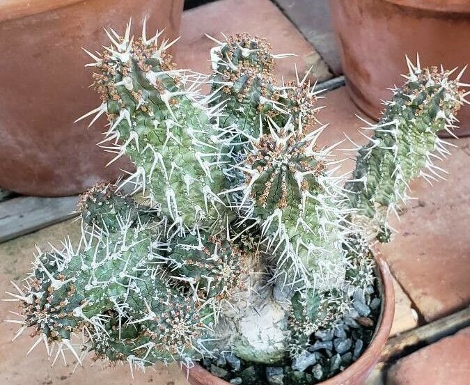 Euphorbia phillipsioides habit