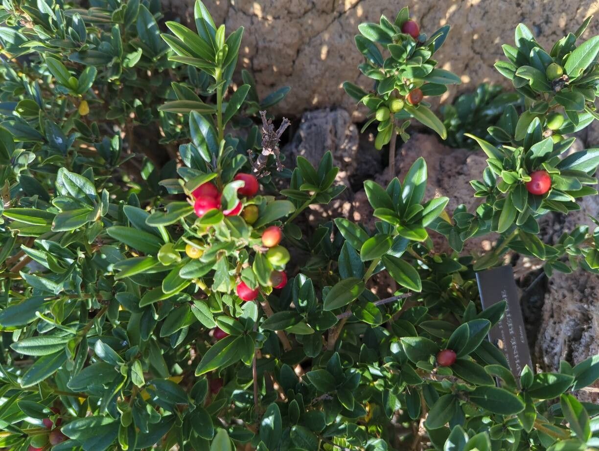 Daphne retusa — search result for 'Daphne'