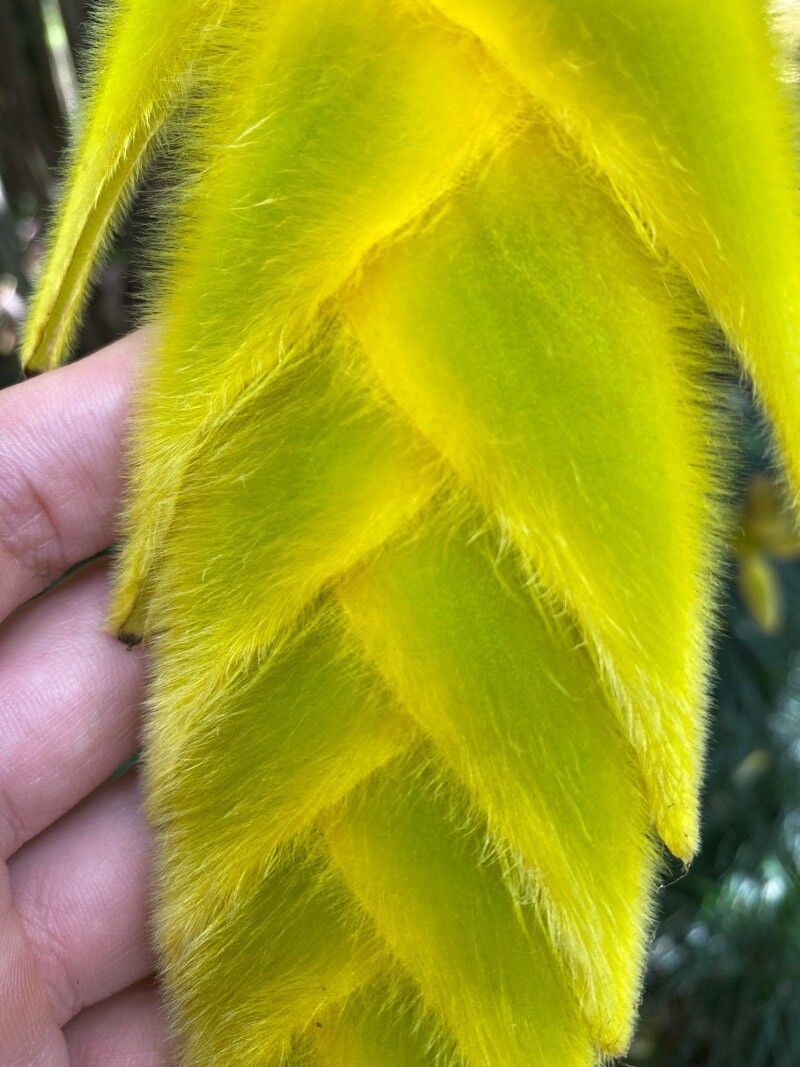 Heliconia xanthovillosa — search result for 'Heliconia'