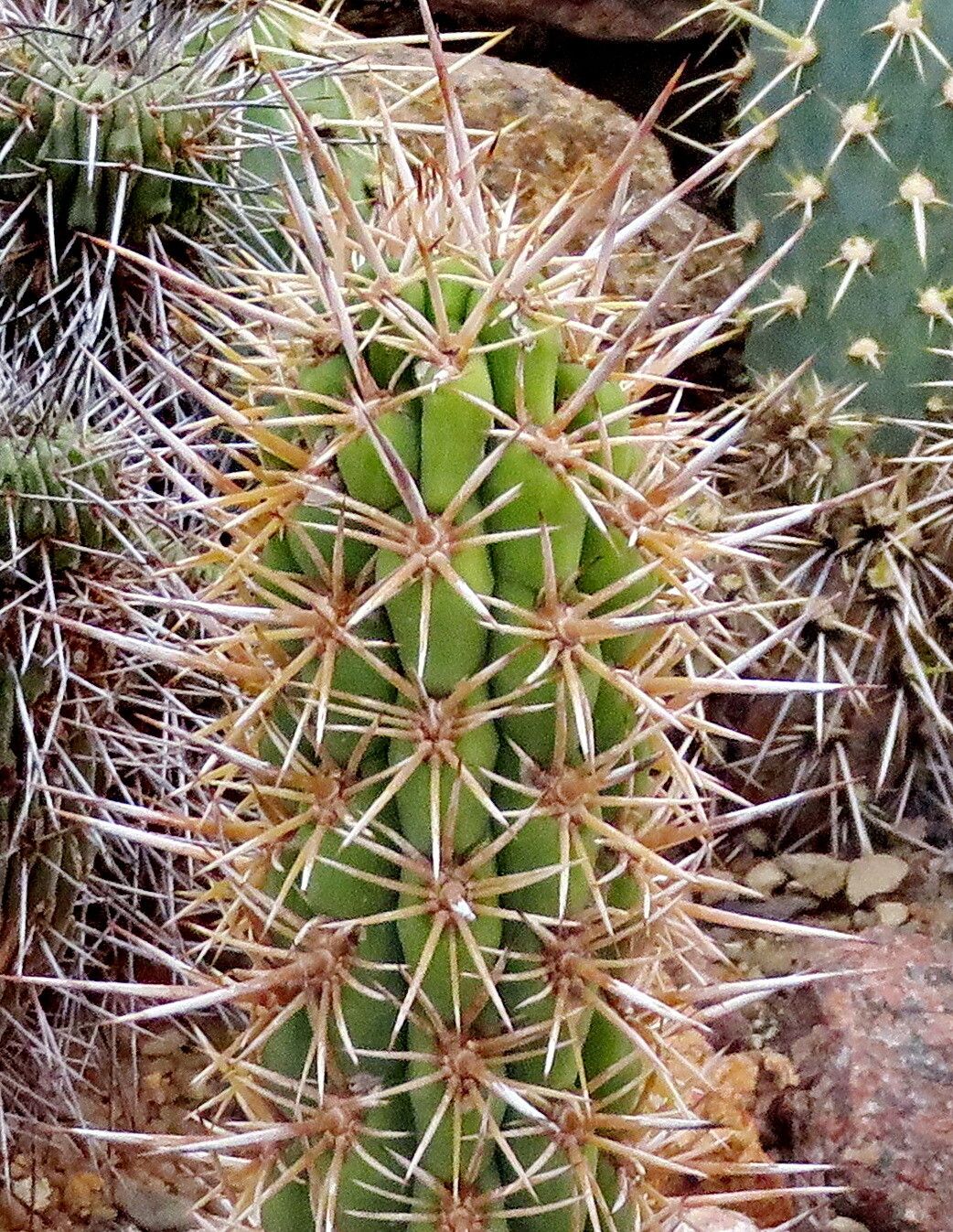 Leucostele nigripilis habit