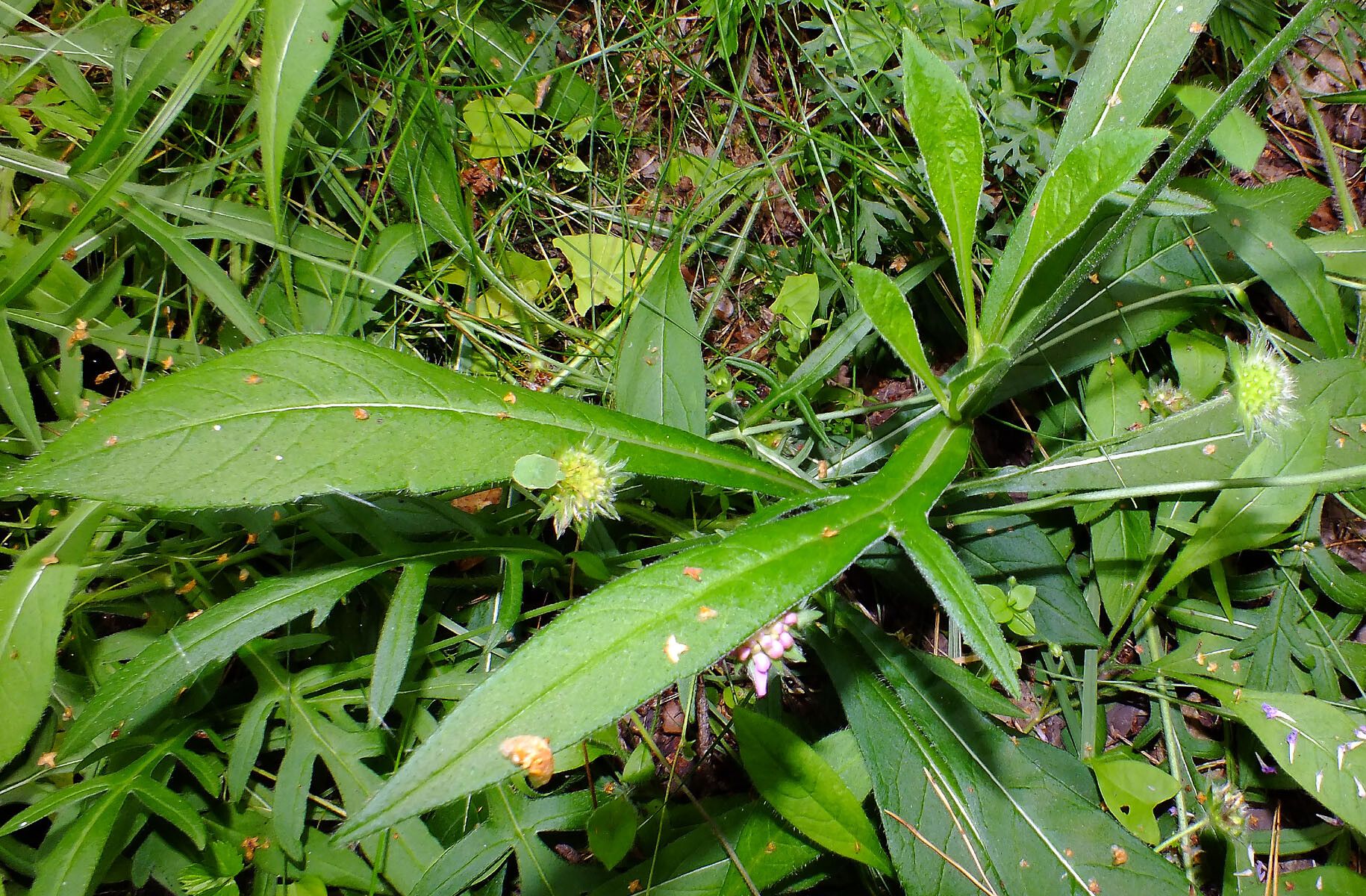Knautia arvernensis leaf