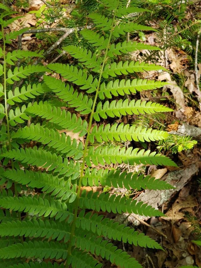 Osmunda claytoniana — related species from the same genus