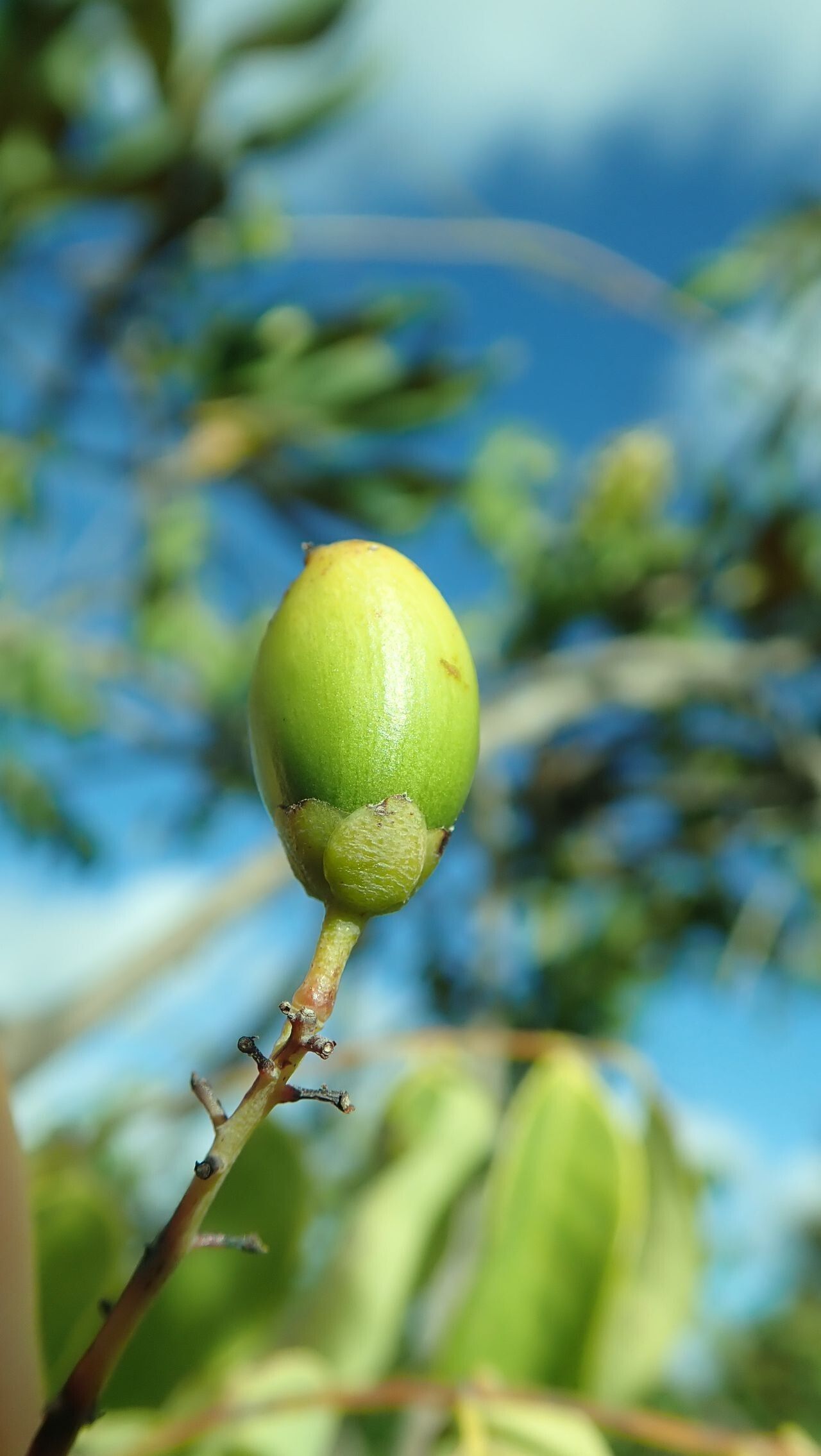 Rourea balansana fruit