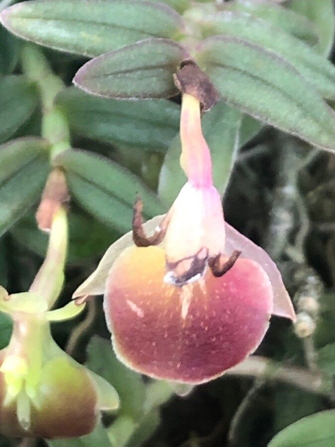 Epidendrum peperomia flower