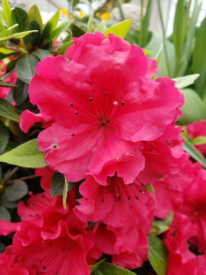 Rhododendron griffithianum flower