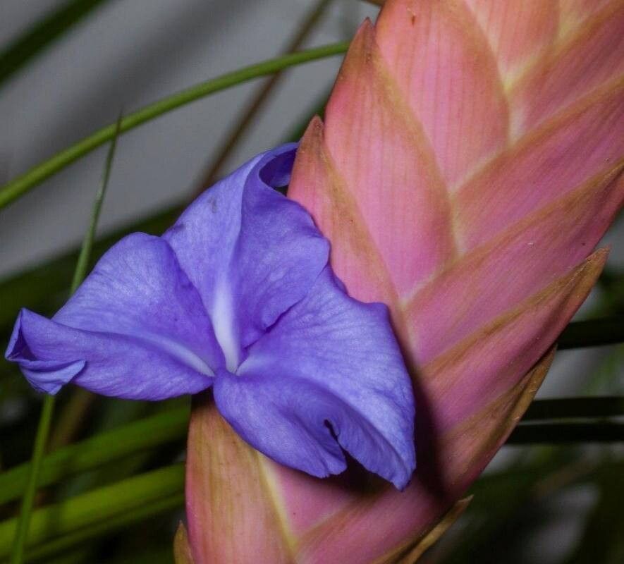 Wallisia × duvalii — related species from the same genus