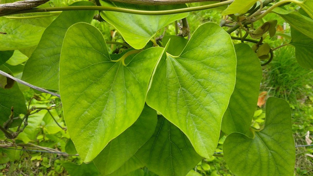 Aristolochia kaempferi leaf
