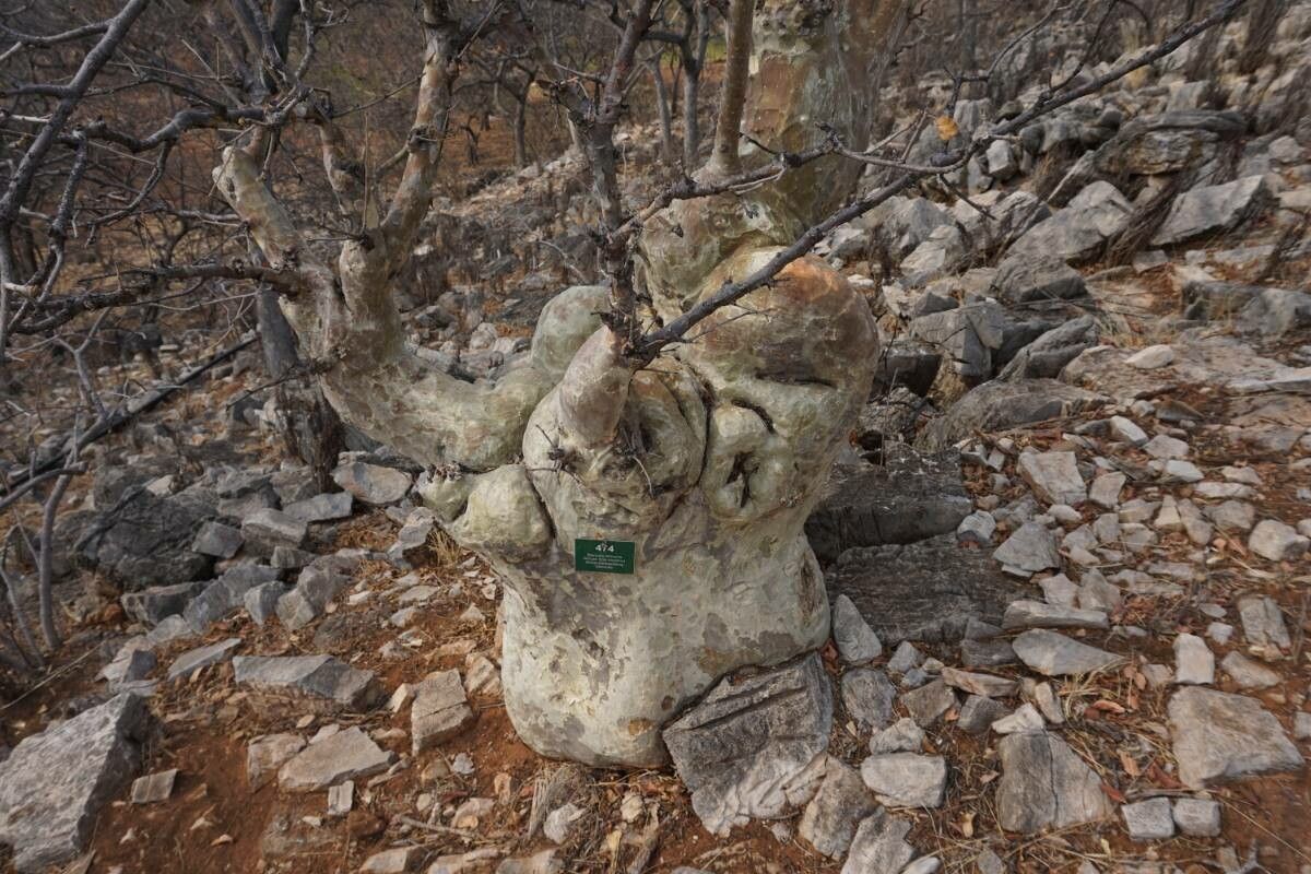 Sterculia africana bark