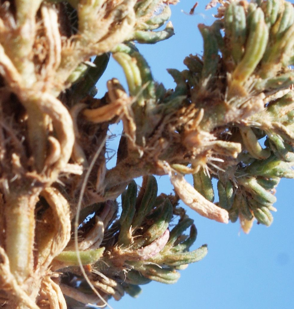 Frankenia composita other