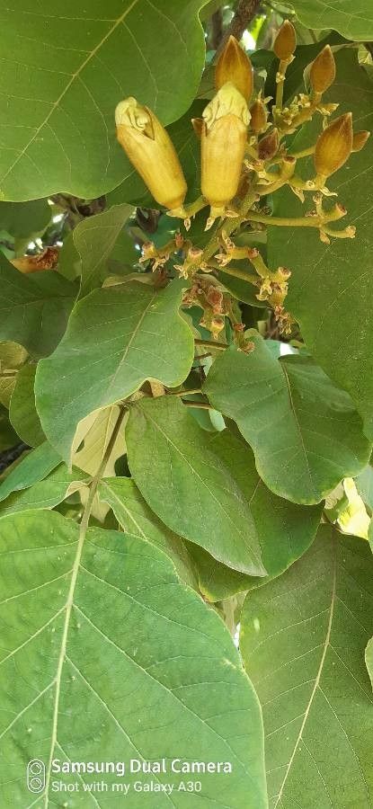 Fernandoa adenophylla — search result for 'Cambodia'