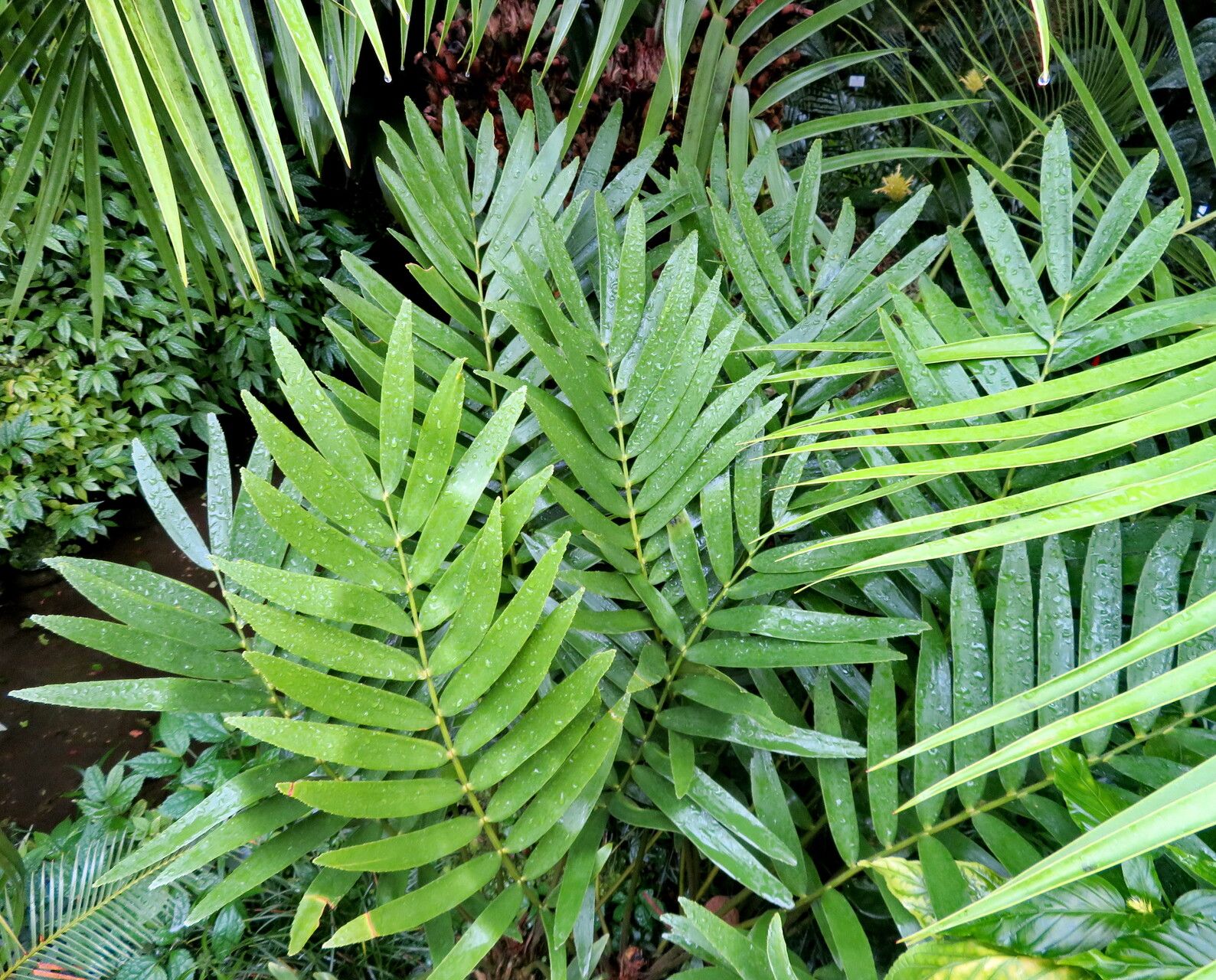 Zamia loddigesii — houseplant care guide