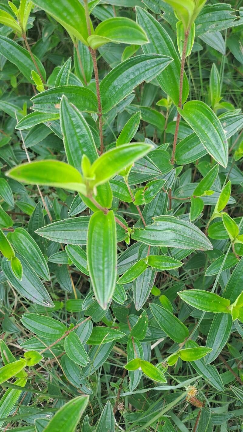 Tibouchina aspera leaf