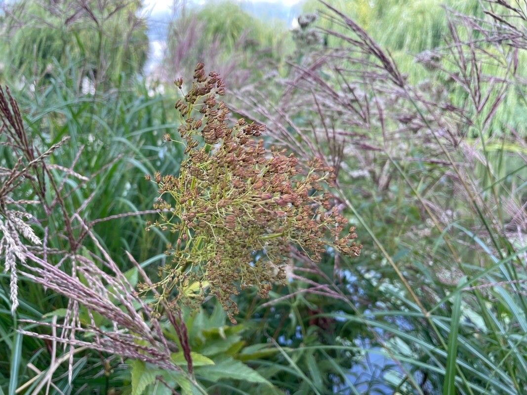 Filipendula rubra fruit