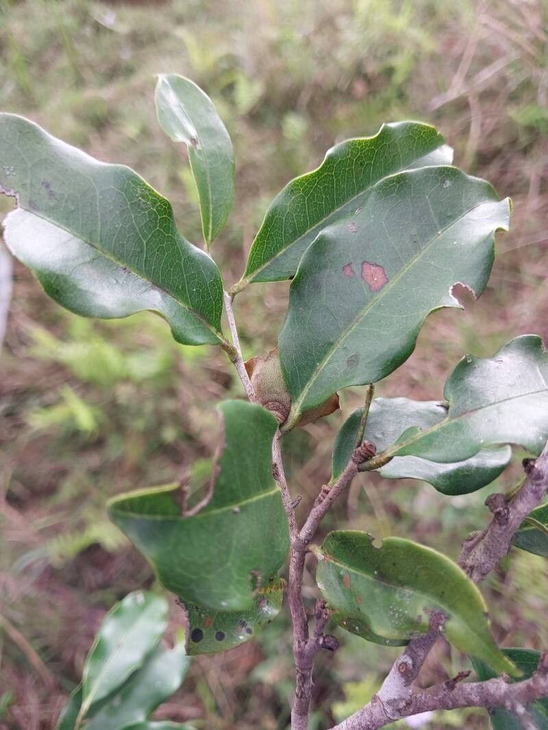 Diospyros cinnamomoides — houseplant care guide