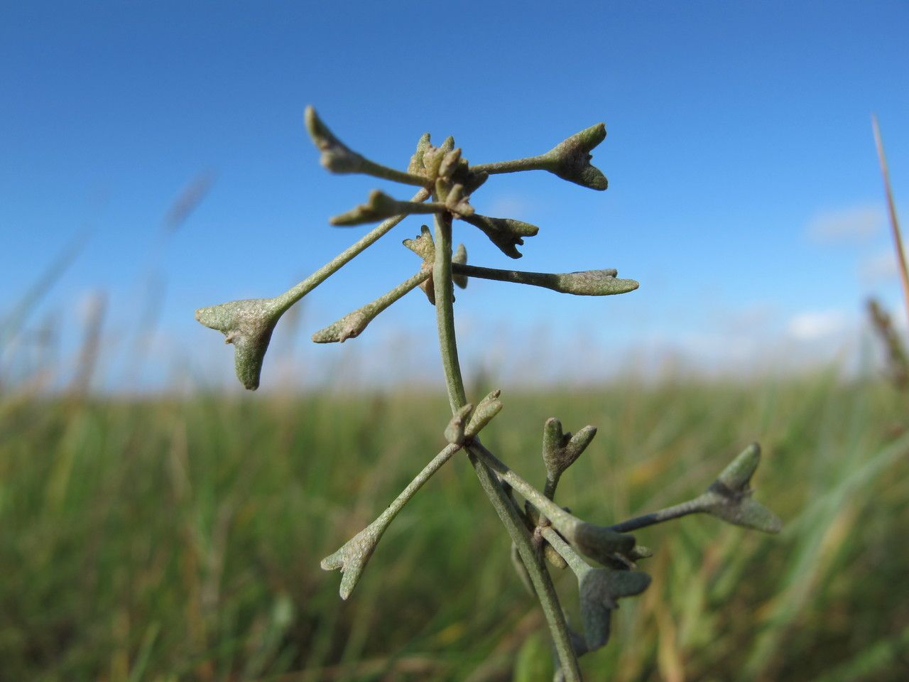 Halimione pedunculata fruit