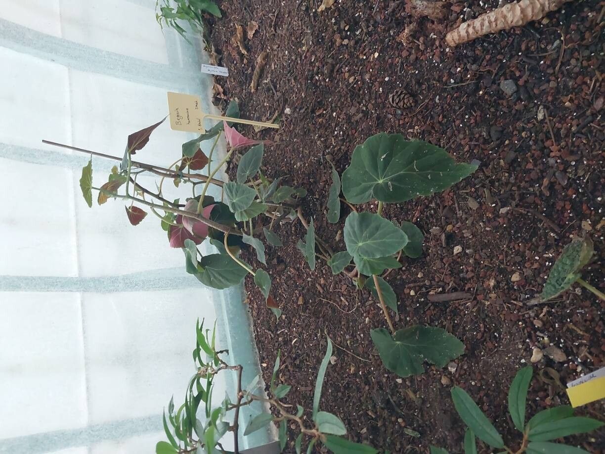Begonia hammoniae habit