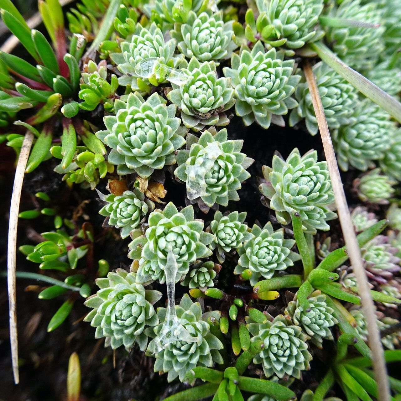 Werneria marcida — houseplant care guide