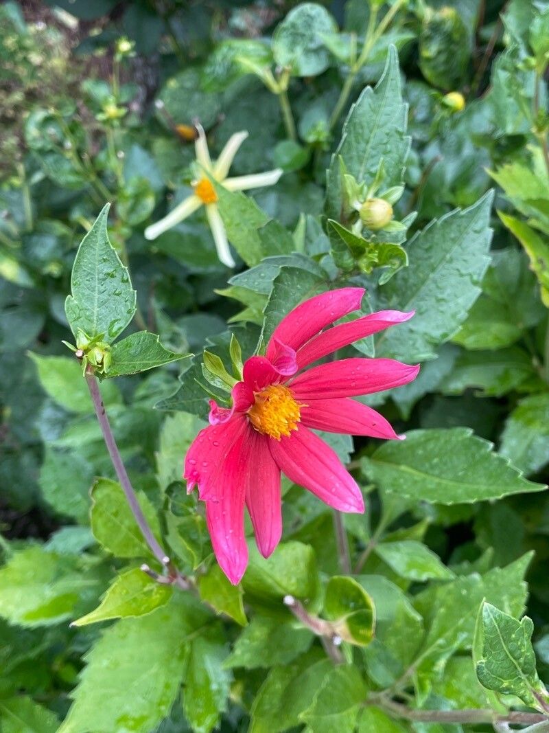 Dahlia coccinea habit